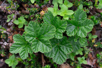 Background of green leaves of cloudberry in the forest