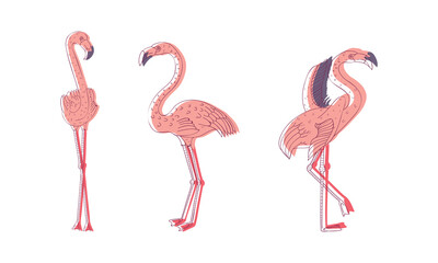Pink Flamingo Bird with Long Curved Neck and Legs in Different Poses Vector Set