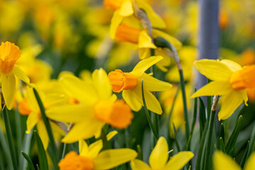 narcissus cultivar bloom in garden detail