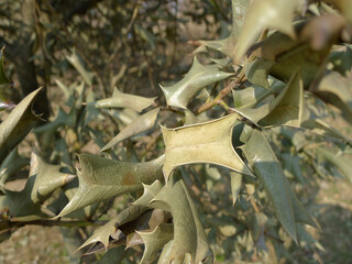 Dry leaves during winter