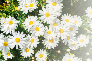 A lots of beautiful white daisies in the summer field. Selective focus. Floral background.