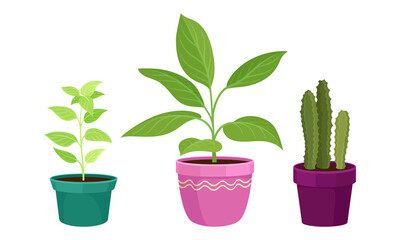 Tropical or Semi-tropical Houseplant Growing in Potting Soil in Ceramic Flowerpot Vector Set