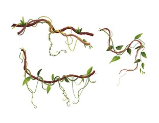 Liana or vine winding branches cartoon vector illustration. Jungle tropical climbing plants.	