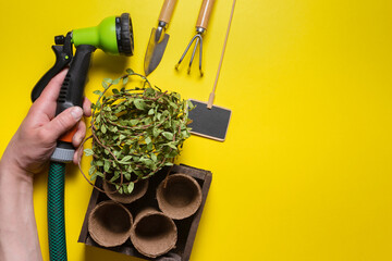 Garden water sprinkler in the gardener hand, flower pots and gardening tools on the yellow flat lay...