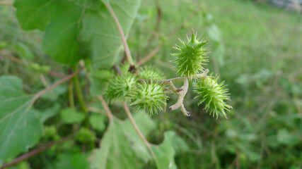 Green fruit covered with thorns