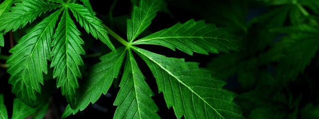 green marijuana leaves,cannabis medicinal plant on dark background.