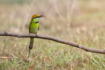beautiful bird Chestnut headed Bee eater on a branch.(Merops leschenaulti)
