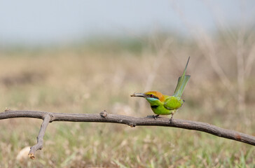 beautiful bird Chestnut headed Bee eater on a branch.(Merops leschenaulti)
