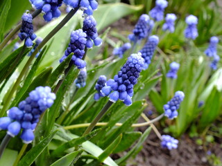 blue hyacinth flowers