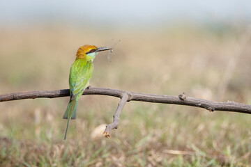 beautiful bird Chestnut headed Bee eater on a branch.(Merops leschenaulti)
