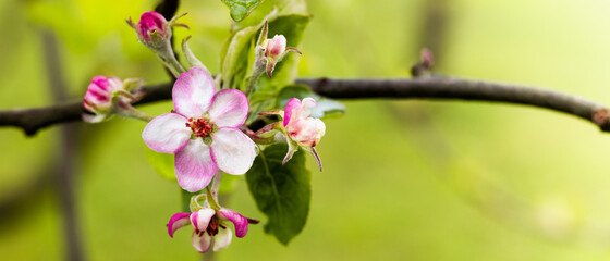 Fototapeta na wymiar Blooming apple branch at spring garden against unfocused green grass background.