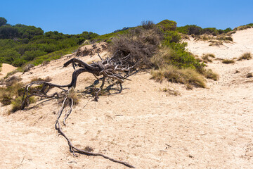 Fototapeta na wymiar A dry log in dunes near Cala Mesquida on Mallorca island in Mediterranean Sea, Spain