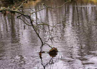 autumn landscape gray and cloudy day, river bank with bare trees and bushes, bank reflection in...