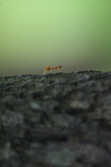 ant on a rock climb the mountain motivation