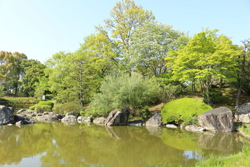 Fototapeta na wymiar びわこ文化公園の木々