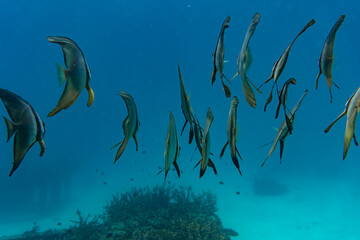 fish in the sea