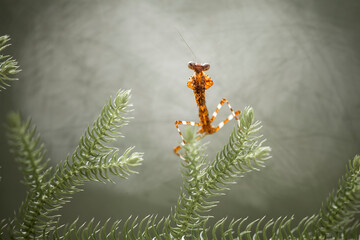 deroplatys truncata species mantis from borneo island