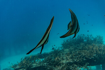school of fish