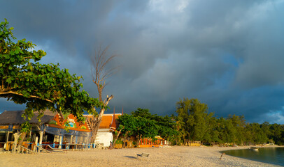 beach with trees