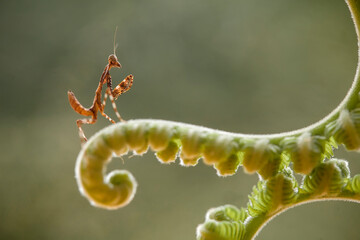 deroplatys truncata species mantis from borneo island