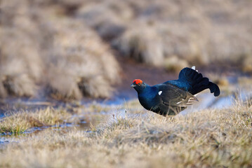 Lekking black grouse at morning on spring bog. Spring colors of morning moors with black grouse, blackcock. Lekking Male Black Grouse lek game at sunrise. Lyrurus tetrix lekking in Estonia, Saaremaa