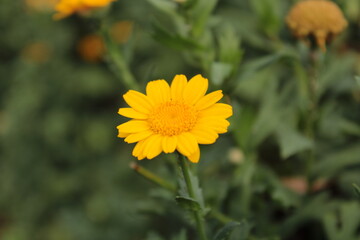 flower, yellow, nature, plant, garden, summer, flowers, macro, green, dandelion, blossom, daisy, bloom, spring, floral, beauty, field, petal, flora, grass, bright, beautiful, sunflower, petals, botany