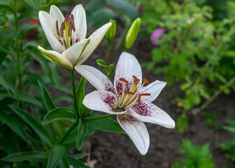 a fragment of a white lily flower on a blurred background, summer garden