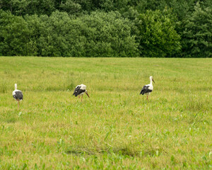 sunny summer landscape with a meadow and a colony of storks, summer