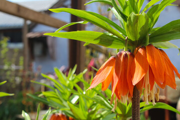The bright orange flowers have blossomed. Large grones in blue. A club of orange flowers. Natural...