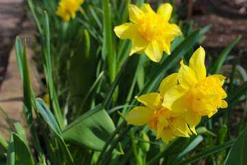 Yellow daffodils flower bed.nature background