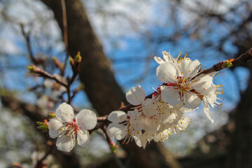 Spring has begun
The cherry blossoms bloomed and put out beautiful white flowers