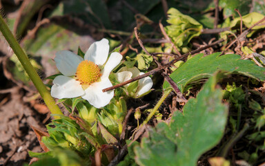 Strawberry season is coming soon. The berries have already given color. Now a flower, and in summer strawberries