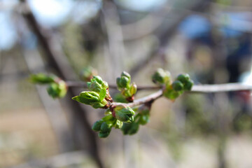 Spring time. Branches blossomed in the trees