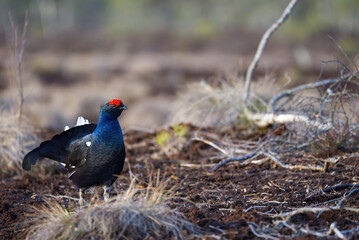 Lekking black grouse at morning on spring bog. Spring colors of morning moors with black grouse, blackcock. Lekking Male Black Grouse lek game at sunrise. Lyrurus tetrix lekking in Estonia, Saaremaa