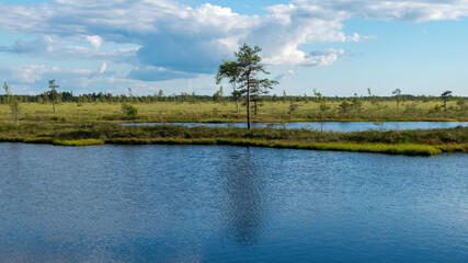 summer landscape from the swamp, white cumulus clouds reflect in the dark swamp water. Bright green bog grass and small bog pines on the shore of the lake. Nigula bog, Estonia.