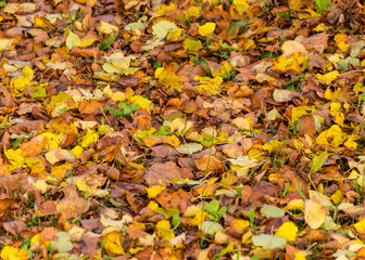 colorful autumn leaf texture, suitable for background