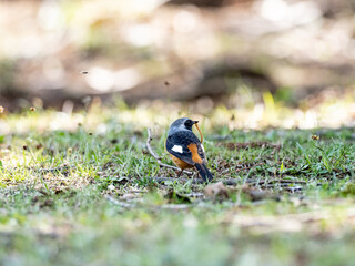 Closeup shot of a Daurian Redstart on the grass