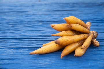 Boesenbergia rotunda, an herb with anti-corona virus (COVID-19) properties on a blue wood background.