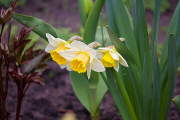 Fototapeta premium A bed with early spring daffodils. Narcissus.