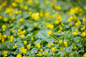 Caltha palustris field. Yellow spring flowers in the forest.