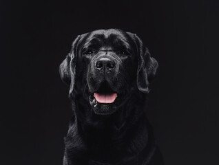 Fototapeta na wymiar Beautiful labrador retriever with shiny black fur in dark background