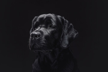 Single dog labrador retriever breeds in dark background