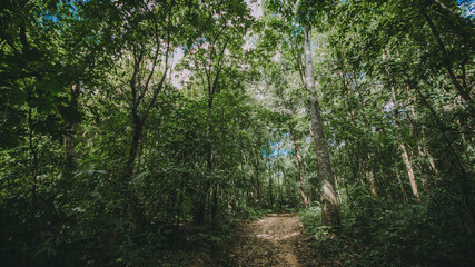 Moist forest.