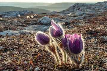 Dream-the beautiful grass Pulsatilla patens blooms in the spring in the mountains. The golden hue of the setting sun. Atmospheric spring background. Delicate, fragile flowers in selective focus at
