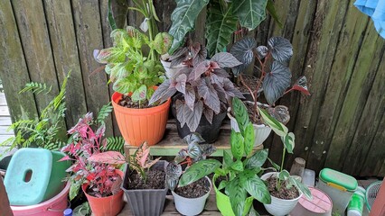 Assorted small potted plants outside the yard