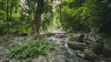 Moist forest.
