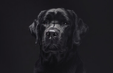 Head shot of a posing in dark background black retriever