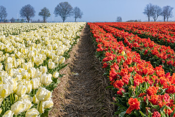 Tulpen