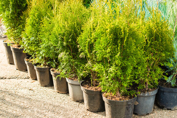 Fototapeta na wymiar Outdoor garden store center with young seedlings. thuja in pots. fair. garden plant for home
