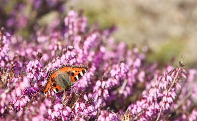 Pink Erica Carnea flowers, Winter Hit, and a butterfly in spring garden.